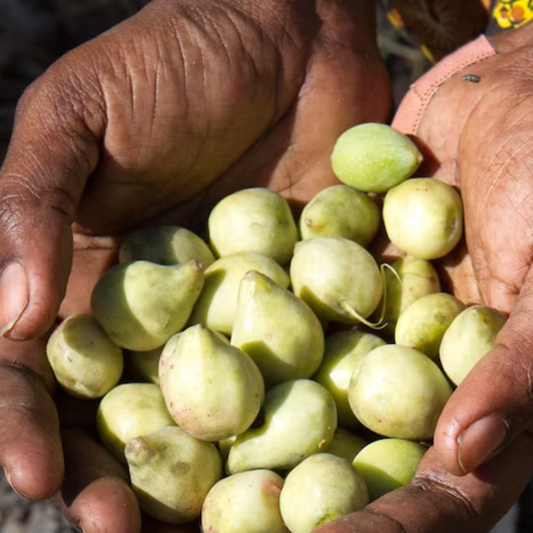 What Are The Benefits of Kakadu Plum Oil?