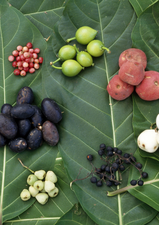 🌿 Bush Medicine Essentials: Ancient Wisdom for Modern Wellness