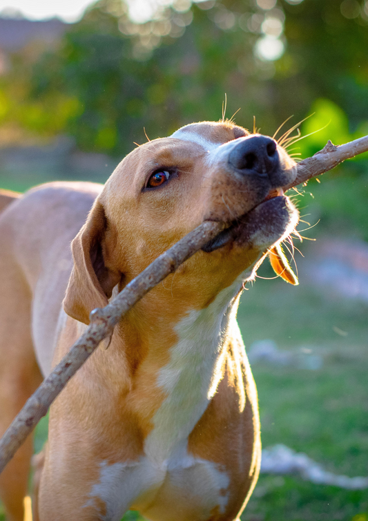 Essential Oils for Dogs