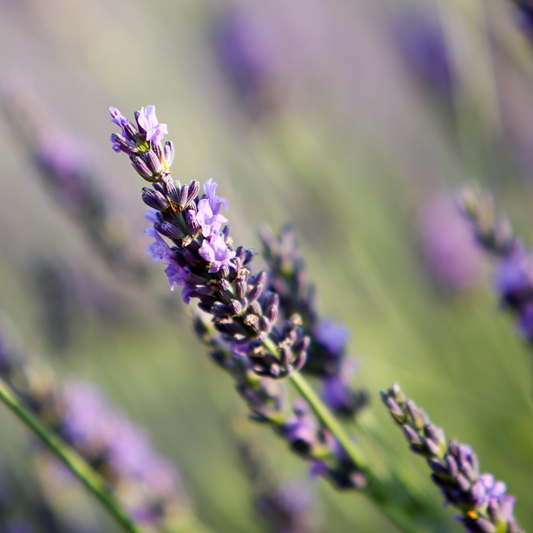 Lavender oil - Benefits and Uses