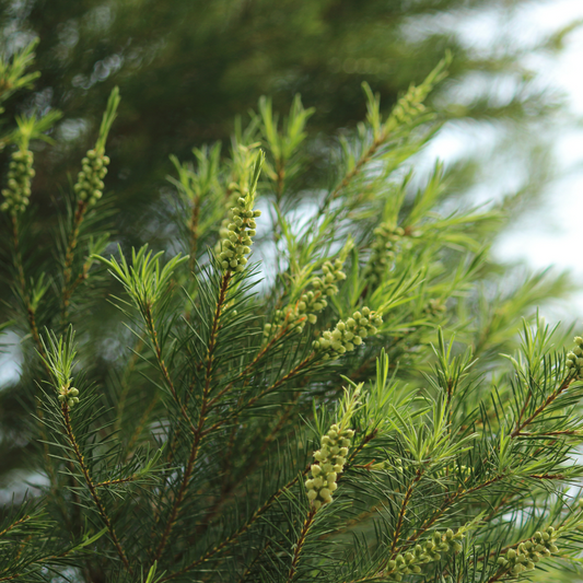Oil in the Spotlight: Tea Tree