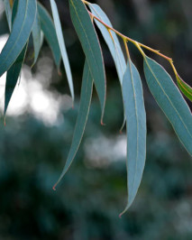 Eucalyptus