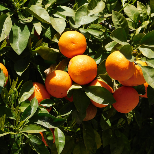 Orange, Bitter Essential Oil