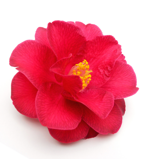 Camellia (Tea) Oil