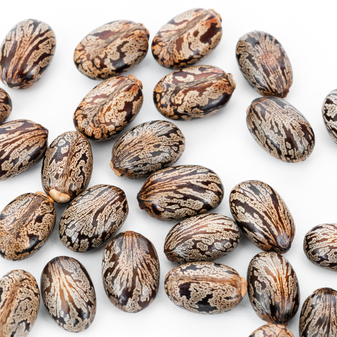 Castor Seeds Castor Oil