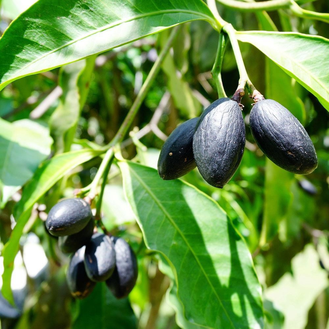 Elemi Essential OIl