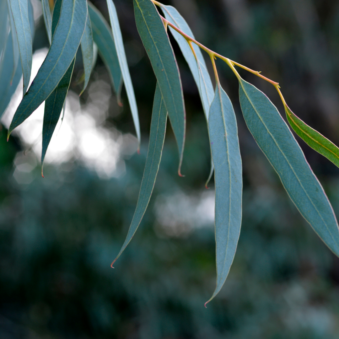 Eucalyptus Globulus 80 Essential Oil