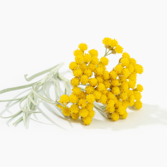 Helichrysum Essential Oil