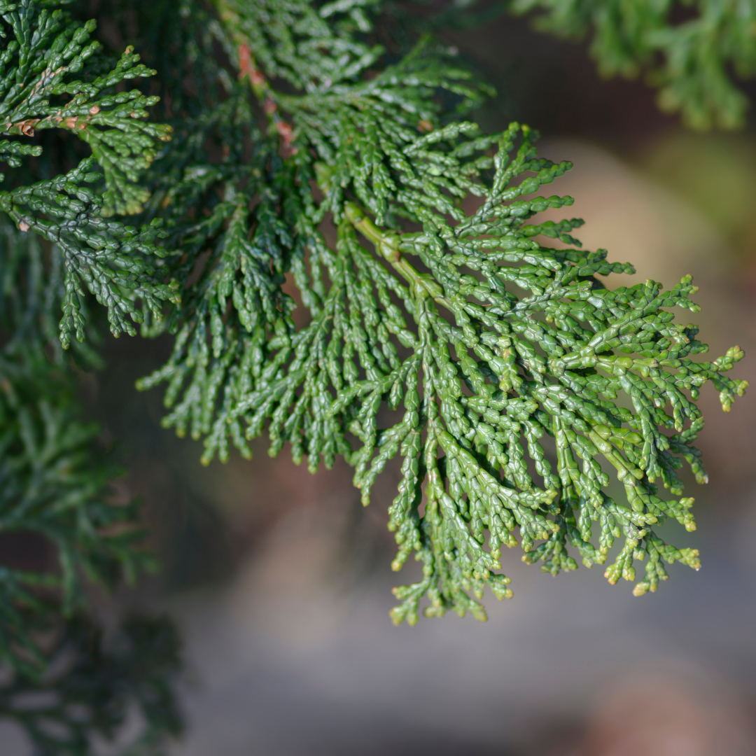 Hinoki Essential Oil