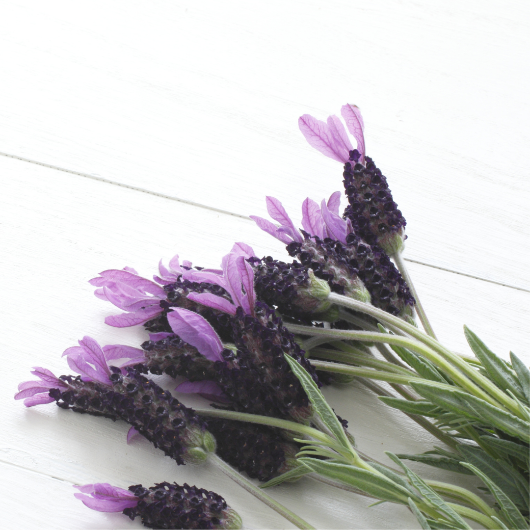Lavender (French) Oil