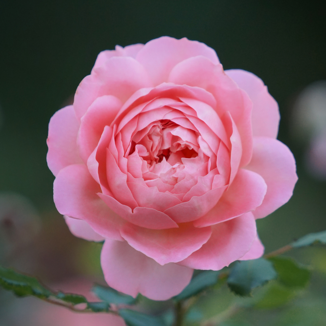 australian rose absolute Rose Absolute