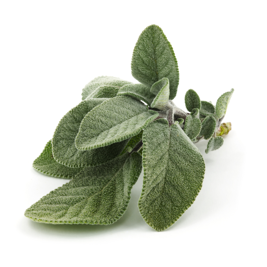 Sage, White Essential Oil (Organic)