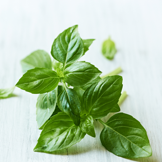 Basil Essential Oil