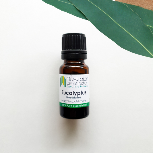 Eucalyptus Blue Mallee Essential Oil