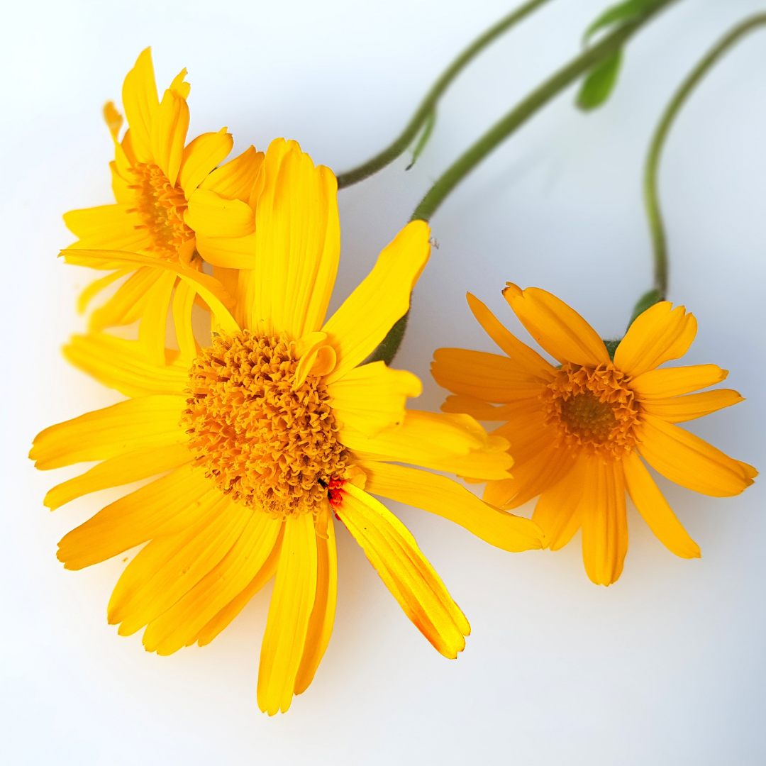 Arnica Infused Oil