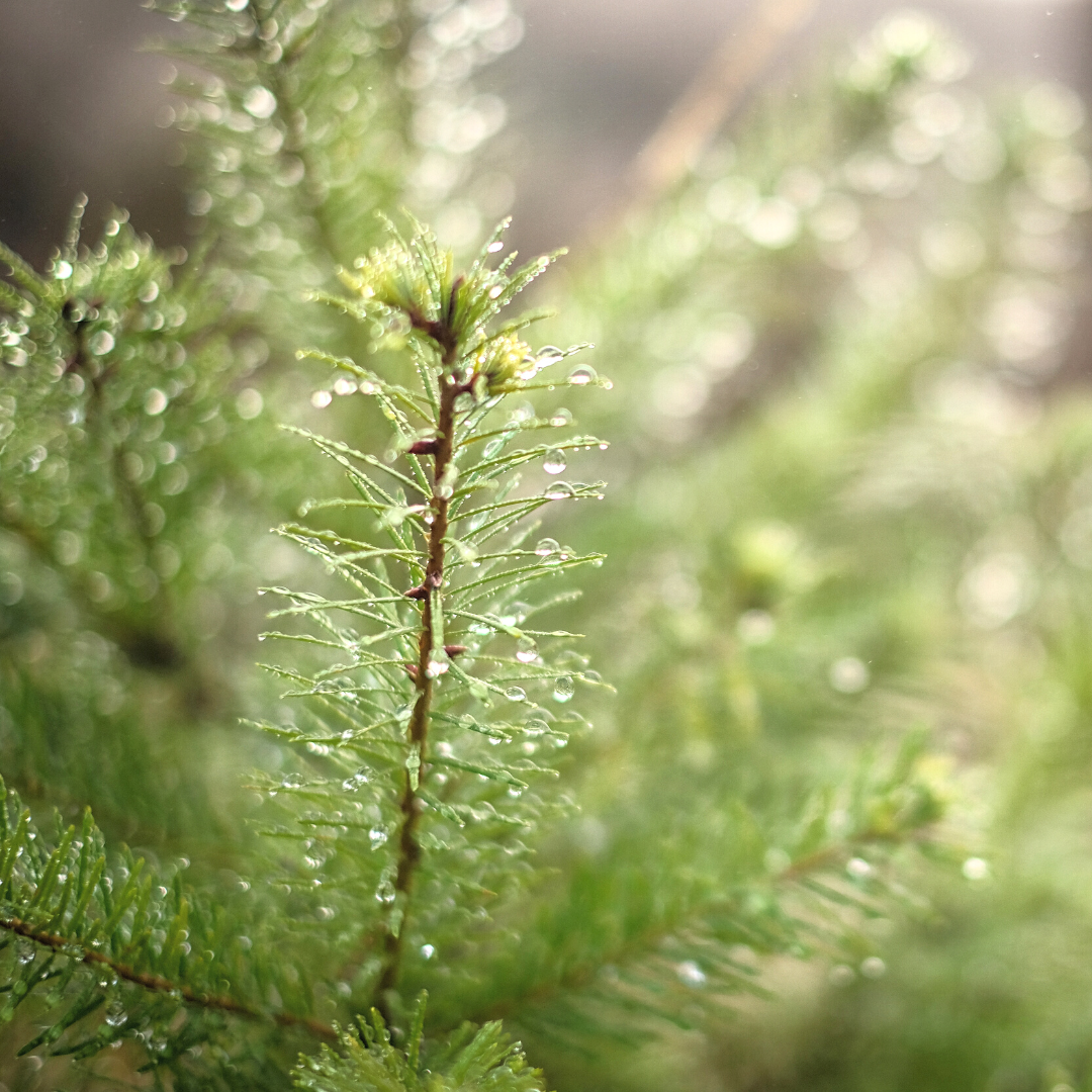 Douglas Fir Essential Oil