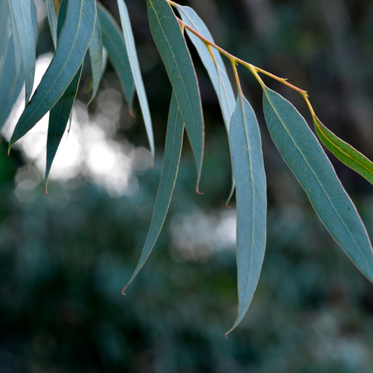 Eucalyptus Blue Gum Essential Oil