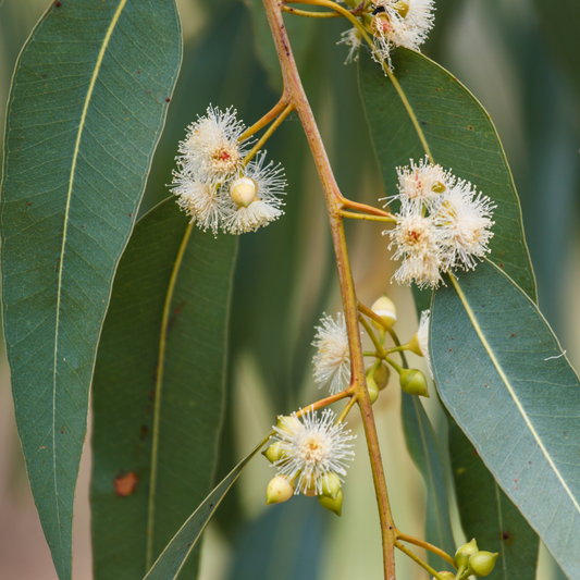 Eucalyptus Blue Mallee Essential Oil