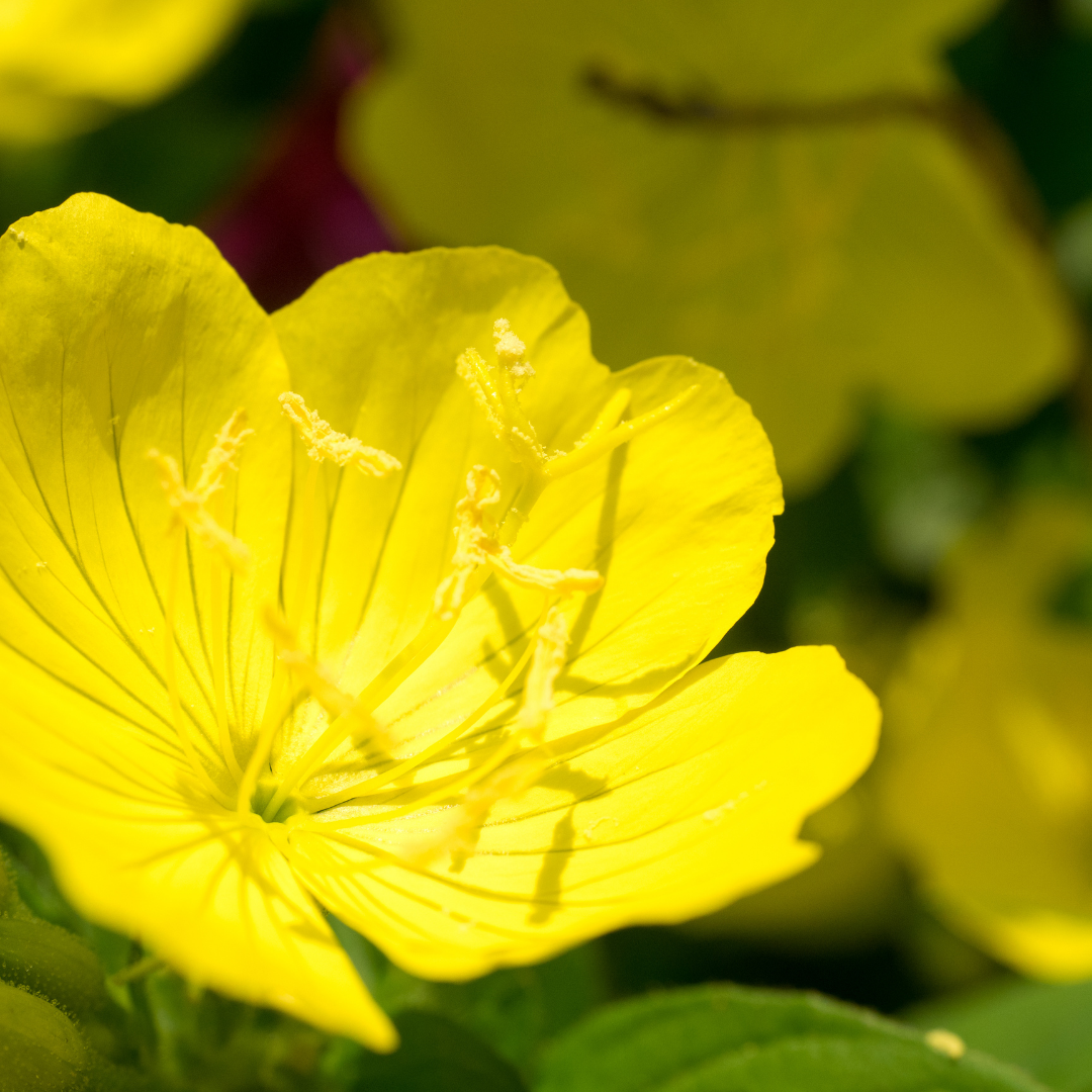 Evening Primrose Oil (Organic)