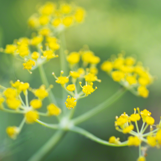 Fennel Oil Sweet (Tasmanian)