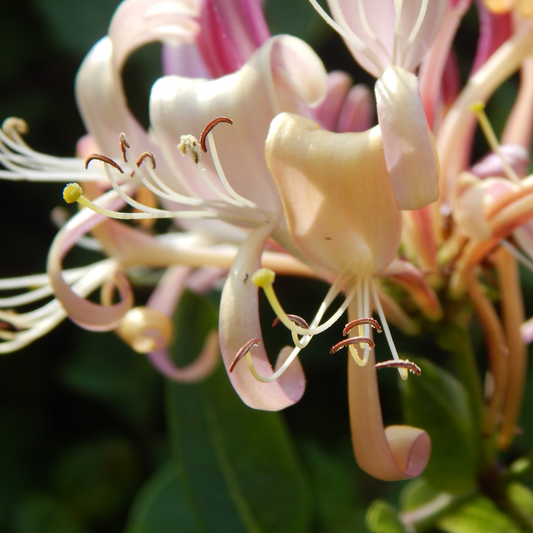 Honeysuckle Absolute Oil