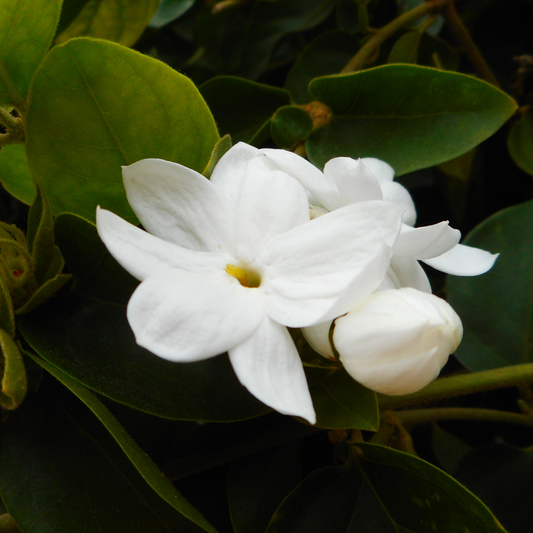 Jasmine Absolute Oil