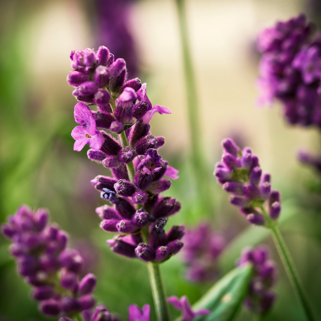 Lavender (Bulgarian) Essential Oil