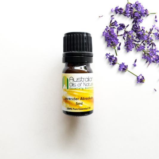 Lavender Absolute Oil