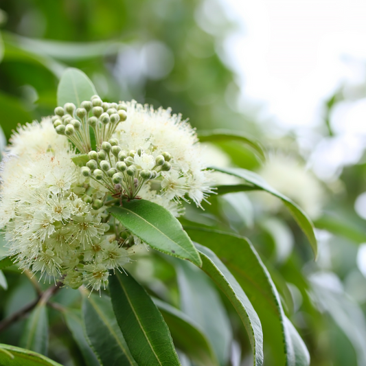 Australiana Essential Oil Bundle: Honey Myrtle, Rosalina & Kunzea