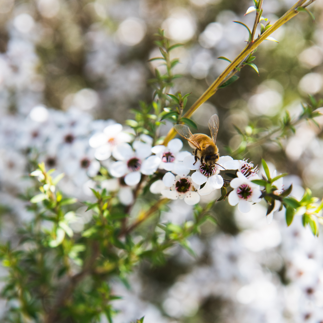Manuka Essential Oil