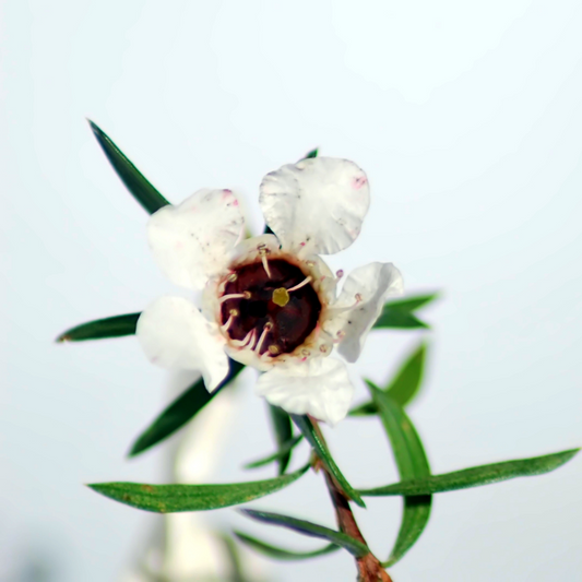 Manuka Essential Oil