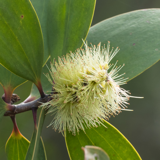 Anise Myrtle Essential Oil