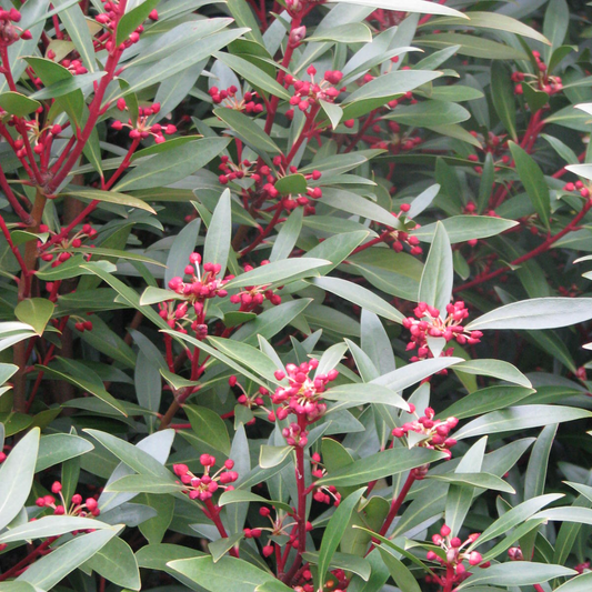 Native Pepper Extract