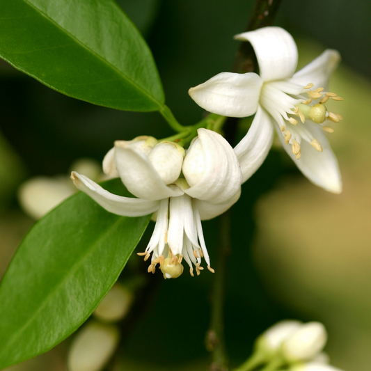 Neroli Essential Oil