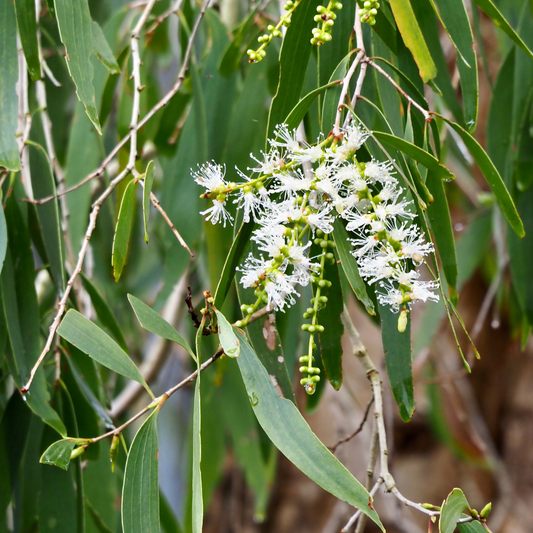 Niaouli Essential Oil