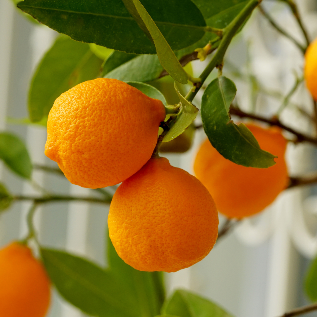 Orange (Sweet) Essential Oil