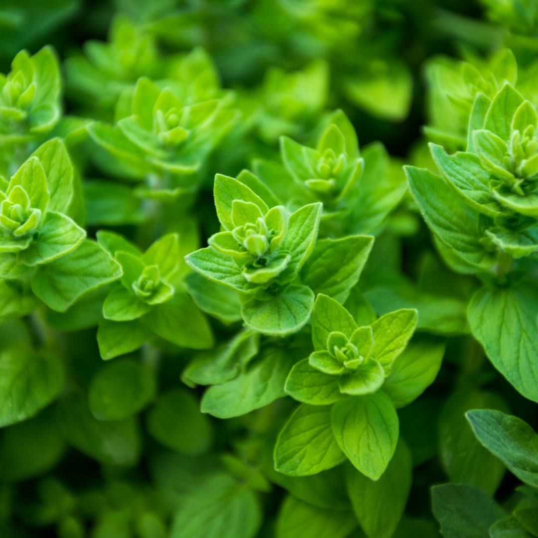 Origanum Essential Oil