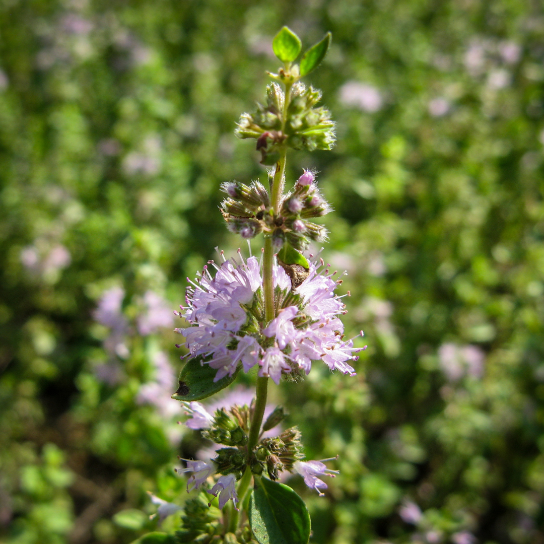 Pennyroyal Essential Oil