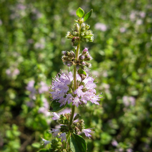 Pennyroyal Essential Oil