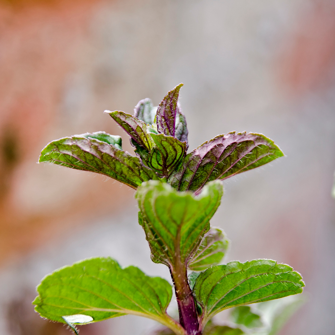 Peppermint (Australian) Essential Oil