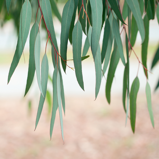 Eucalyptus Radiata Essential Oil