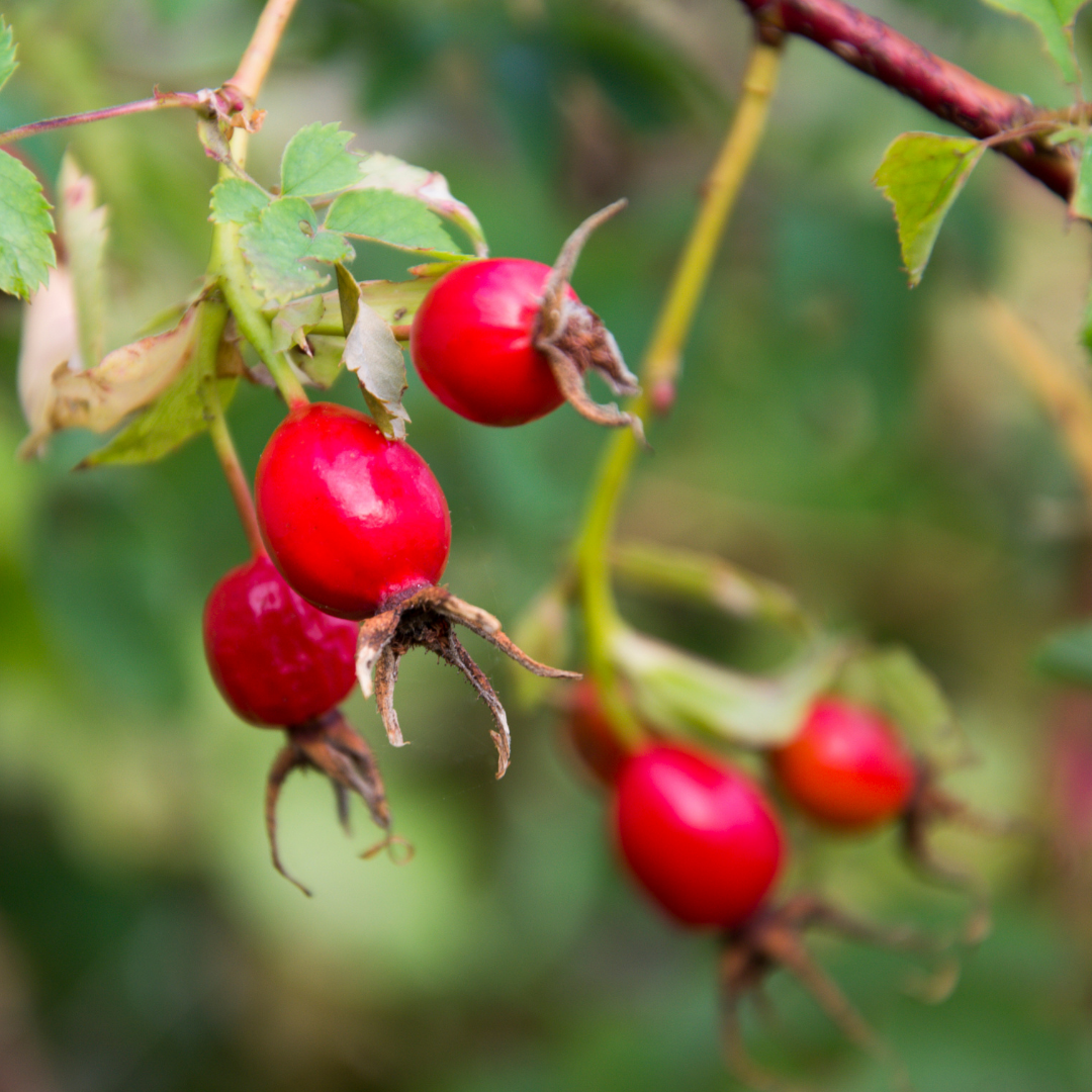 Rosehip Oil
