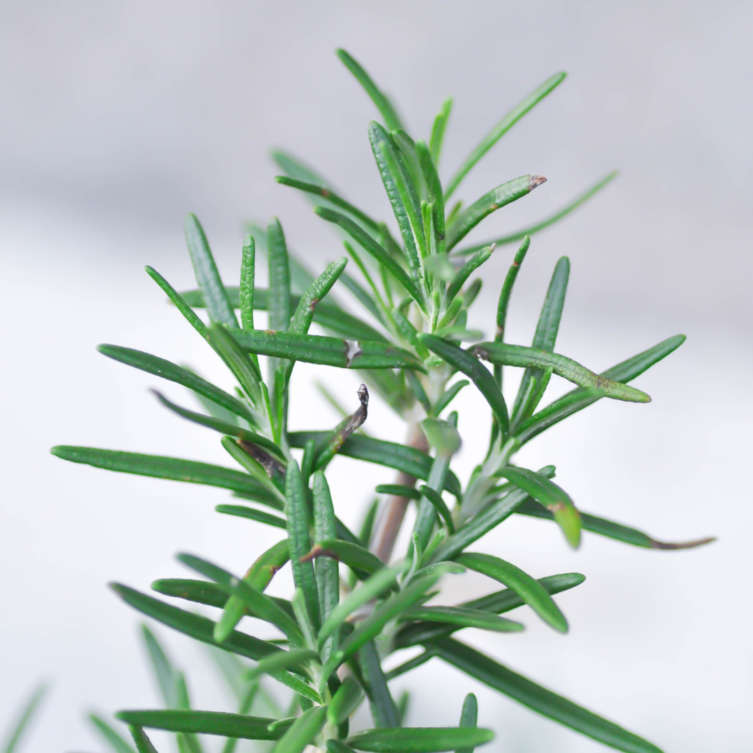 Rosemary (French/CT Camphor) Essential Oil