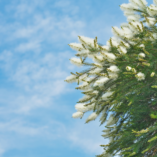Tea Tree Essential Oil