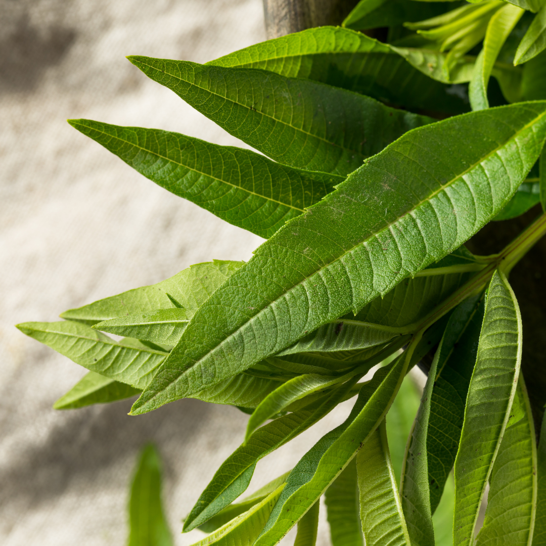 Citrus Verbena Essential Oil