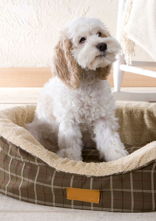 Are essential oils safe for dogs?