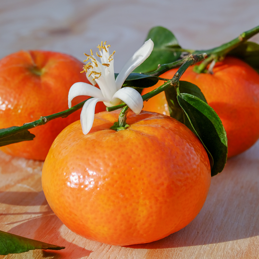 A Quick Guide: What Are the Best Summer Essential Oils