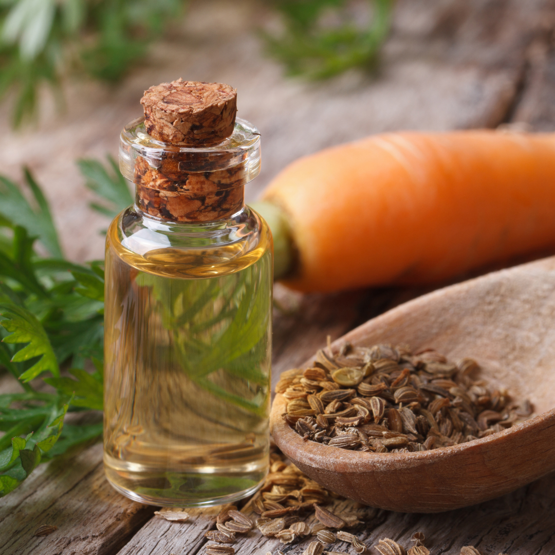 Carrot Seed Oil