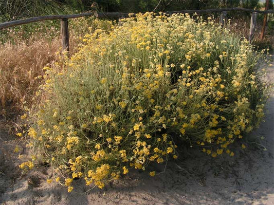 Helichrysum Essential Oil