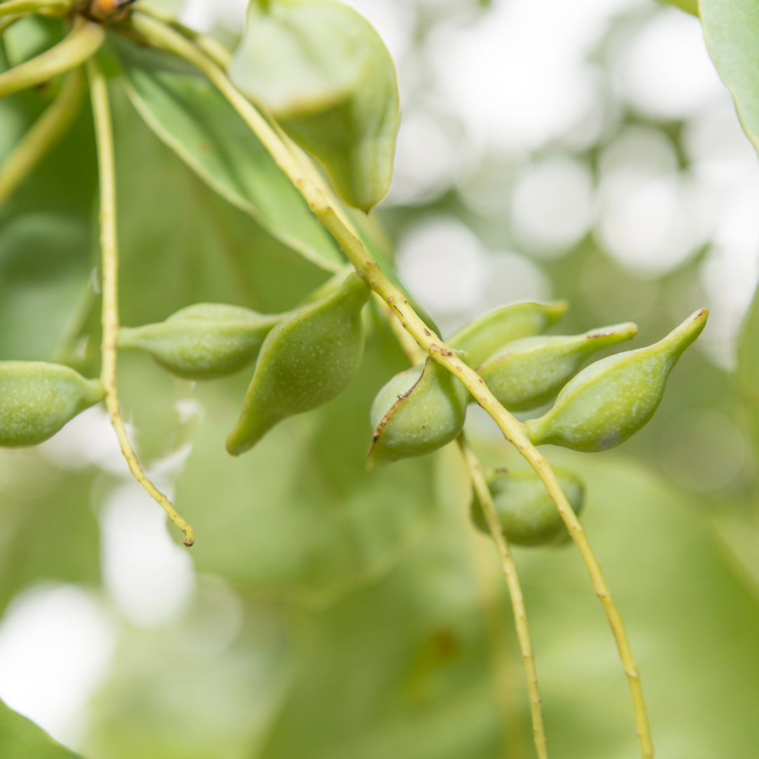 Kakadu Plum Oil